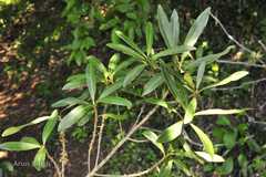 Rapanea thwaitesii